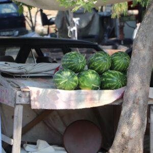 Japan's Cubed Conundrum: The Square Watermelon